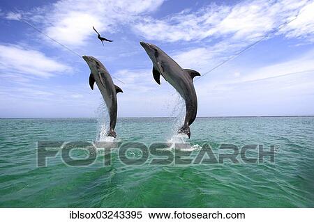 "Two Common Bottlenose Dolphins (Tursiops truncatus), leaping, captive, Roatan, Bay Islands Department, Honduras, North America" View Large Photo Image Stock Photography - "Two Common Bottlenose Dolphins (Tursiops truncatus), leaping, captive, Roatan, Bay Islands Department, Honduras, North America". Fotosearch
