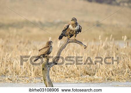 "Two Common Buzzards (Buteo buteo) perched on a dead tree, Feldberg Lake District, Mecklenburgische Seenplatte, Mecklenburg-Western Pomerania, Germany, Europe" View Large Photo Image Stock Photograph - "Two Common Buzzards (Buteo buteo) perched on a dead tree, Feldberg Lake District, Mecklenburgische Seenplatte, Mecklenburg-Western Pomerania, Germany, Europe". Fotosearch