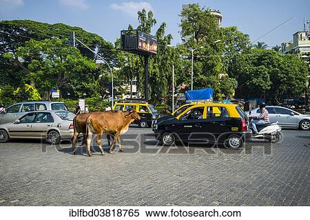 "Two cows are crossing a road, walking between cars, Mumbai, Maharashtra, India, Asia" View Large Photo Image Stock Photography - "Two cows are crossing a road, walking between cars, Mumbai, Maharashtra, India, Asia". Fotosearch