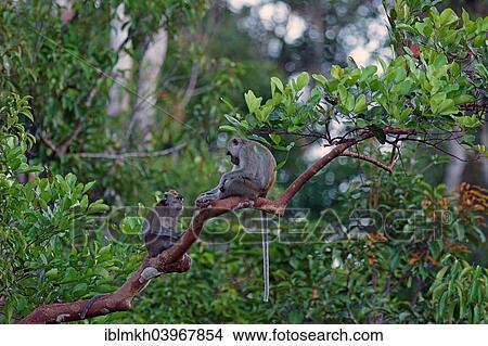 "Two Crab-eating Macaques (Macaca fascicularis), Tanjung Puting National Park, Central Kalimantan, Borneo, Indonesia, Asia" View Large Photo Image Picture - "Two Crab-eating Macaques (Macaca fascicularis), Tanjung Puting National Park, Central Kalimantan, Borneo, Indonesia, Asia". Fotosearch