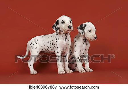 "Two Dalmatian puppies, 6 weeks" View Large Photo Image Stock Photo - "Two Dalmatian puppies, 6 weeks". Fotosearch