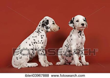 "Two Dalmatian puppies, 6 weeks" View Large Photo Image Stock Photo - "Two Dalmatian puppies, 6 weeks". Fotosearch