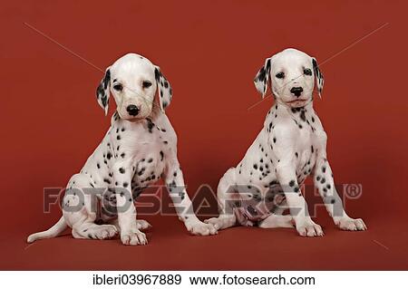 "Two Dalmatian puppies, 6 weeks" View Large Photo Image Stock Photo - "Two Dalmatian puppies, 6 weeks". Fotosearch