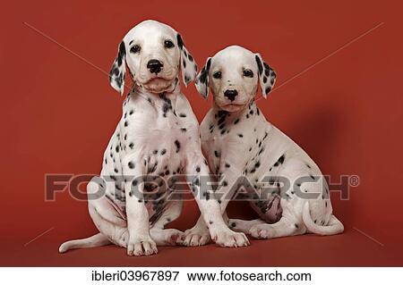 "Two Dalmatian puppies, 6 weeks" View Large Photo Image Stock Photo - "Two Dalmatian puppies, 6 weeks". Fotosearch