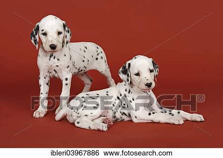 "Two Dalmatian puppies, 6 weeks" View Large Photo Image Stock Photograph - "Two Dalmatian puppies, 6 weeks". Fotosearch