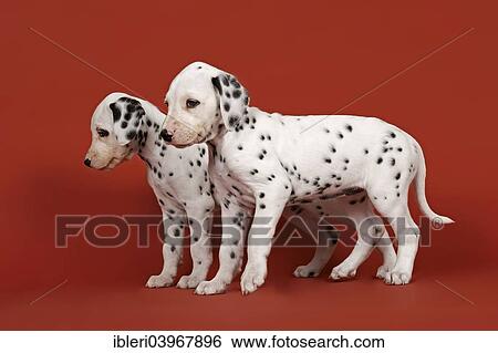 "Two Dalmatian puppies, 6 weeks" View Large Photo Image Stock Photograph - "Two Dalmatian puppies, 6 weeks". Fotosearch
