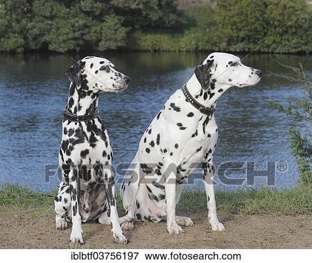 "Two Dalmatians sitting by the water, North Rhine-Westphalia, Germany, Europe" View Large Photo Image Stock Photo - "Two Dalmatians sitting by the water, North Rhine-Westphalia, Germany, Europe". Fotosearch