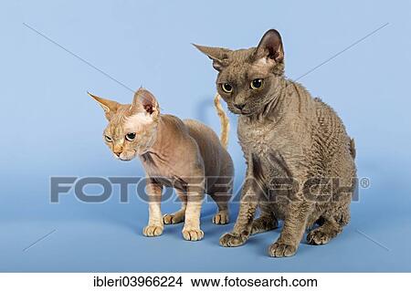 "Two Devon Rex cat, 2 years, Chocolate Tabby Point and 3 years, Color Blue" View Large Photo Image Picture - "Two Devon Rex cat, 2 years, Chocolate Tabby Point and 3 years, Color Blue". Fotosearch