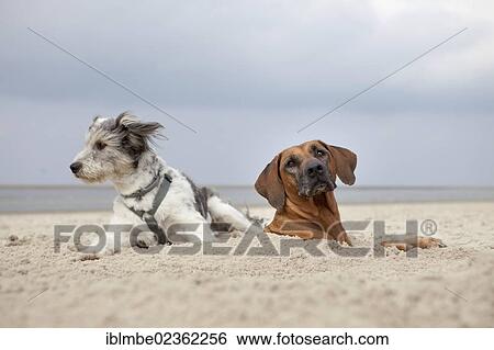 "Two dogs half-buried in the sand, Langeoog Island, Lower Saxony, Germany, Europe" View Large Photo Image Stock Photograph - "Two dogs half-buried in the sand, Langeoog Island, Lower Saxony, Germany, Europe". Fotosearch