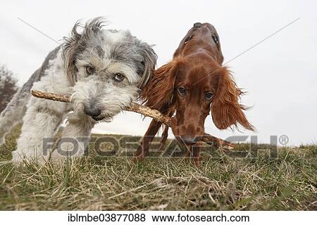 "Two dogs jointly carrying a stick, Havel, Ketzin, Brandenburg, Germany, Europe" View Large Photo Image Stock Photo - "Two dogs jointly carrying a stick, Havel, Ketzin, Brandenburg, Germany, Europe". Fotosearch