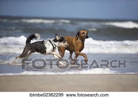 "Two dogs on a beach on Langeoog Island, Lower Saxony, Germany, Europe" View Large Photo Image Stock Photo - "Two dogs on a beach on Langeoog Island, Lower Saxony, Germany, Europe". Fotosearch