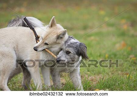 Stock Image - "Two dogs playing with a stick, Berlin, Germany, Europe". Fotosearch