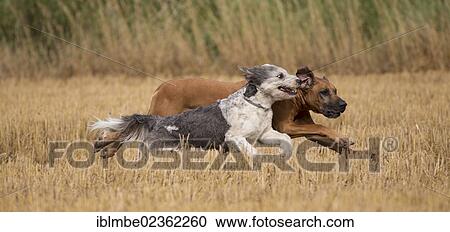 "Two dogs run through a mowed cornfield, Priort, Brandenburg, Germany, Europe" View Large Photo Image Stock Image - "Two dogs run through a mowed cornfield, Priort, Brandenburg, Germany, Europe". Fotosearch