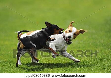 Stock Photograph - "Two dogs scuffling with each other, Austria, Europe". Fotosearch
