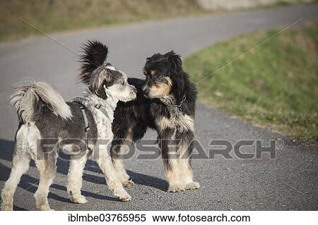Stock Photography - "Two dogs sniffing each other, Sondrio province, Lombardy, Italy, Europe". Fotosearch