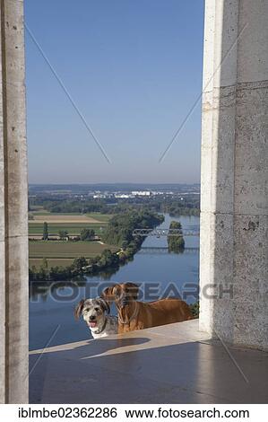 "Two dogs standing within the view from the Walhalla over the Danube River towards Regensburg, Donaustauf, Bavaria, Germany, Europe" View Large Photo Image Stock Photograph - "Two dogs standing within the view from the Walhalla over the Danube River towards Regensburg, Donaustauf, Bavaria, Germany, Europe". Fotosearch