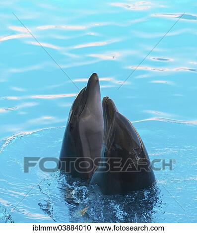 "Two dolphins looking out of the water, Loro Parque zoo, Puerto de la Cruz, Santa Cruz de Tenerife, Tenerife, Canary Islands, Spain, Europe" View Large Photo Image Stock Image - "Two dolphins looking out of the water, Loro Parque zoo, Puerto de la Cruz, Santa Cruz de Tenerife, Tenerife, Canary Islands, Spain, Europe". Fotosearch