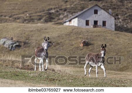 "Two Domestic Donkeys (Equus asinus asinus) on a mountain pasture, Lombardy, Italy, Europe" View Large Photo Image Stock Photo - "Two Domestic Donkeys (Equus asinus asinus) on a mountain pasture, Lombardy, Italy, Europe". Fotosearch