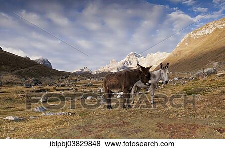 "Two Donkeys (Asinus), Cordillera Huayhuash, Peru, South America" View Large Photo Image Stock Photo - "Two Donkeys (Asinus), Cordillera Huayhuash, Peru, South America". Fotosearch