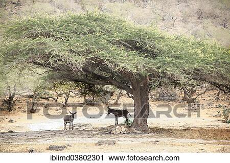 "Two donkeys, Dhofar, Oman, Asia" View Large Photo Image Stock Image - "Two donkeys, Dhofar, Oman, Asia". Fotosearch