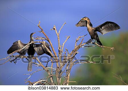 Stock Image - "Two Double-crested Cormorants (Phalacrocorax auritus), drying feathers, spreading wings, Wakodahatchee Wetlands, Delray Beach, Florida, United States, North America". Fotosearch