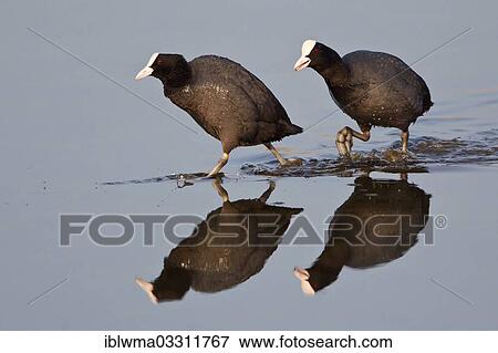 "Two Eurasian Coots (Fulica atra) walking in the water, North Hesse, Hesse, Germany, Europe" View Large Photo Image Stock Photo - "Two Eurasian Coots (Fulica atra) walking in the water, North Hesse, Hesse, Germany, Europe". Fotosearch