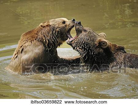 Stock Image - "Two European Brown Bear (Ursus arctos) fighting in the water, Bavarian Forest National Park game reserve, Neuschonau, Lower Bavaria, Bavaria, Germany, Europe". Fotosearch