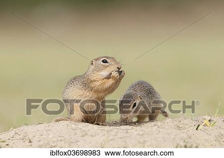 "Two European Ground Squirrels or European Sousliks (Spermophilus citellus), Seewinkel, Burgenland, Austria, Europe" View Large Photo Image Stock Image - "Two European Ground Squirrels or European Sousliks (Spermophilus citellus), Seewinkel, Burgenland, Austria, Europe". Fotosearch