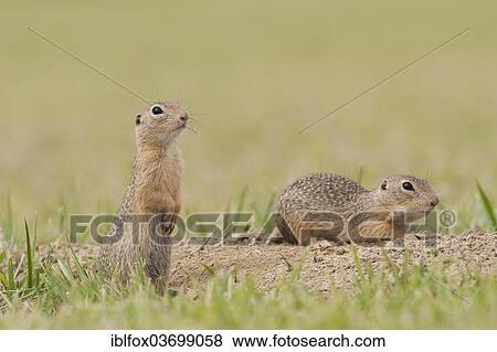 "Two European Ground Squirrels or European Sousliks (Spermophilus citellus) outside the burrow, Seewinkel, Burgenland, Austria, Europe" View Large Photo Image Stock Photo - "Two European Ground Squirrels or European Sousliks (Spermophilus citellus) outside the burrow, Seewinkel, Burgenland, Austria, Europe". Fotosearch