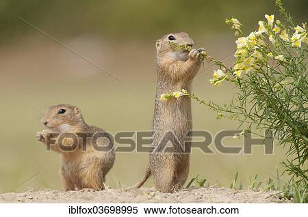 "Two European Ground Squirrels or European Sousliks (Spermophilus citellus), Seewinkel, Burgenland, Austria, Europe" View Large Photo Image Stock Photography - "Two European Ground Squirrels or European Sousliks (Spermophilus citellus), Seewinkel, Burgenland, Austria, Europe". Fotosearch