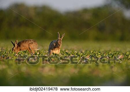 Two European Hares (Lepus europaeus), Norfolk, England, United Kingdom, Europe View Large Photo Image Stock Photo - Two European Hares (Lepus europaeus), Norfolk, England, United Kingdom, Europe. Fotosearch