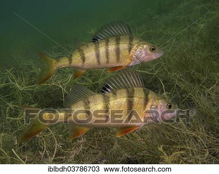 "Two European perches (Perca fluviatilis) foraging on the lake bottom, Helensee lake, Frankfurt an der Oder, Brandenburg, Germany, Europe" View Large Photo Image Stock Image - "Two European perches (Perca fluviatilis) foraging on the lake bottom, Helensee lake, Frankfurt an der Oder, Brandenburg, Germany, Europe". Fotosearch