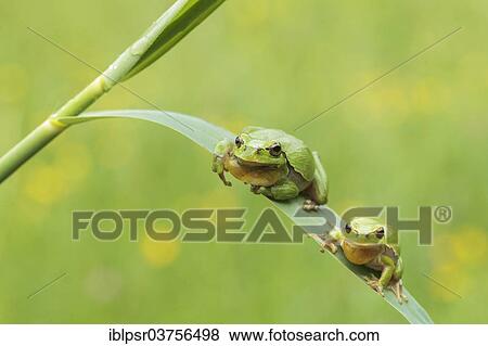 "Two European Tree Frogs (Hyla arborea), Kufstein District, North Tirol, Tirol, Austria, Europe" View Large Photo Image Stock Photo - "Two European Tree Frogs (Hyla arborea), Kufstein District, North Tirol, Tirol, Austria, Europe". Fotosearch
