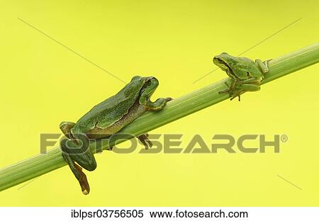 Stock Photography - "Two European Tree Frogs (Hyla arborea), Kufstein District, North Tirol, Tirol, Austria, Europe". Fotosearch