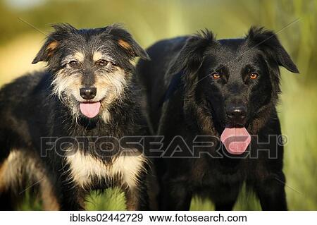 Stock Photo - Two female mixed-breed dogs. Fotosearch