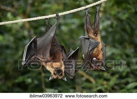 "Two flying foxes (Pteropus sp. ), native to Southeast Asia, captive, Baden-Wurttemberg, Germany, Europe" View Large Photo Image Stock Image - "Two flying foxes (Pteropus sp. ), native to Southeast Asia, captive, Baden-Wurttemberg, Germany, Europe". Fotosearch