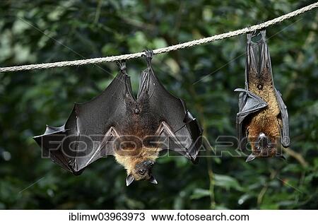 "Two flying foxes (Pteropus sp. ), native to Southeast Asia, captive, Baden-Wurttemberg, Germany, Europe" View Large Photo Image Stock Image - "Two flying foxes (Pteropus sp. ), native to Southeast Asia, captive, Baden-Wurttemberg, Germany, Europe". Fotosearch