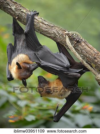 "Two flying foxes (Pteropus sp. ) argueing, native to Southeast Asia, captive, Baden-Wurttemberg, Germany, Europe" View Large Photo Image Stock Photo - "Two flying foxes (Pteropus sp. ) argueing, native to Southeast Asia, captive, Baden-Wurttemberg, Germany, Europe". Fotosearch