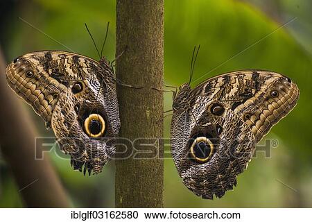 "Two Forest Giant Owl butterflies (Caligo eurilochus), perched on a branch opposite each other, Manaus, Amazonas State, Brazil, South America" View Large Photo Image Stock Image - "Two Forest Giant Owl butterflies (Caligo eurilochus), perched on a branch opposite each other, Manaus, Amazonas State, Brazil, South America". Fotosearch