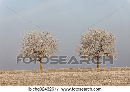 "Two frosty trees in winter, Puy de Dome, Auvergne, France, Europe" View Large Photo Image Stock Photo - "Two frosty trees in winter, Puy de Dome, Auvergne, France, Europe". Fotosearch
