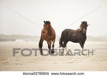 "Two geldings, Andalusian half-breed and a Lewitzer pony, roaming free on the beach of Borkum, Lower Saxony, Germany, Europe" View Large Photo Image Stock Photography - "Two geldings, Andalusian half-breed and a Lewitzer pony, roaming free on the beach of Borkum, Lower Saxony, Germany, Europe". Fotosearch