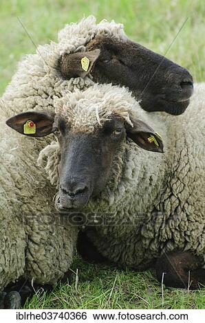 "Two German Blackheaded Mutton resting their heads on each other, Hamburg, Germany, Europe" View Large Photo Image Stock Photograph - "Two German Blackheaded Mutton resting their heads on each other, Hamburg, Germany, Europe". Fotosearch