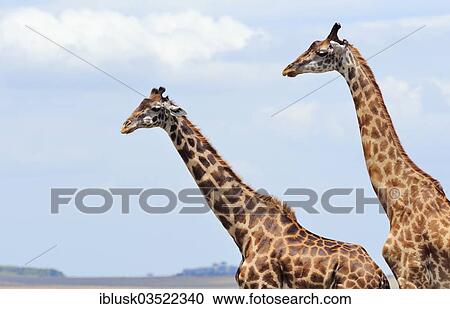 "Two Giraffes (Giraffa camelopardalis), Massai Mara, Serengeti, Rift Valley province, Kenya, Africa" View Large Photo Image Stock Image - "Two Giraffes (Giraffa camelopardalis), Massai Mara, Serengeti, Rift Valley province, Kenya, Africa". Fotosearch