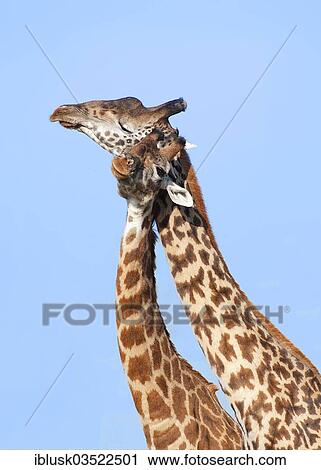 Stock Image - "Two Giraffes (Giraffa camelopardalis) rubbing their necks together, Serengeti, Tanzania, Africa". Fotosearch