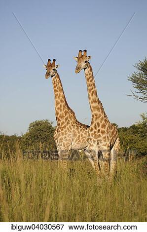 "Two giraffes (Giraffa camelopardalis) in the evening light, Nylsvley Nature Reserve, Limpopo, South Africa, Africa" View Large Photo Image Stock Photo - "Two giraffes (Giraffa camelopardalis) in the evening light, Nylsvley Nature Reserve, Limpopo, South Africa, Africa". Fotosearch