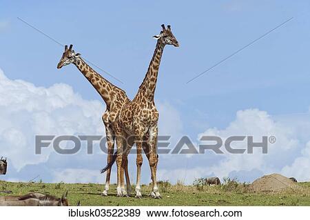 Stock Photo - "Two Giraffes (Giraffa camelopardalis), fighting bulls, Massai Mara, Serengeti, Rift Valley province, Kenya, Africa". Fotosearch