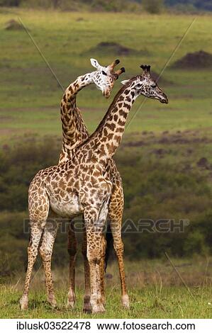 "Two Giraffes (Giraffa camelopardalis), fighting bulls, Massai Mara, Serengeti, Rift Valley province, Kenya, Africa" View Large Photo Image Stock Photo - "Two Giraffes (Giraffa camelopardalis), fighting bulls, Massai Mara, Serengeti, Rift Valley province, Kenya, Africa". Fotosearch