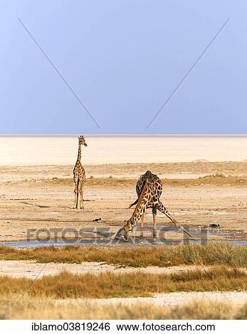 "Two Giraffes (Giraffa camelopardalis), drinking, Okondeka waterhole, Etosha Salt Pan at the back, Etosha National Park, Namibia, Africa" View Large Photo Image Stock Photograph - "Two Giraffes (Giraffa camelopardalis), drinking, Okondeka waterhole, Etosha Salt Pan at the back, Etosha National Park, Namibia, Africa". Fotosearch