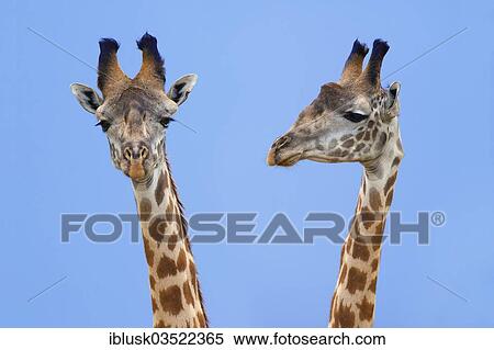 "Two Giraffes (Giraffa camelopardalis), portrait, Massai Mara, Serengeti, Rift Valley province, Kenya, Africa" View Large Photo Image Stock Photography - "Two Giraffes (Giraffa camelopardalis), portrait, Massai Mara, Serengeti, Rift Valley province, Kenya, Africa". Fotosearch