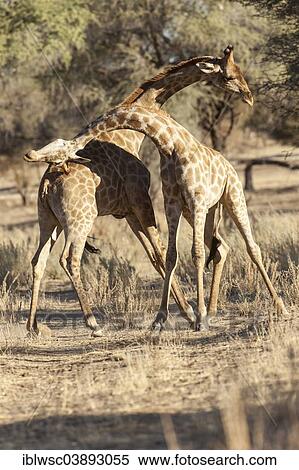 "Two Giraffes (Giraffa camelopardalis), fighting, Khomas Region, Namibia, Africa" View Large Photo Image Stock Photography - "Two Giraffes (Giraffa camelopardalis), fighting, Khomas Region, Namibia, Africa". Fotosearch